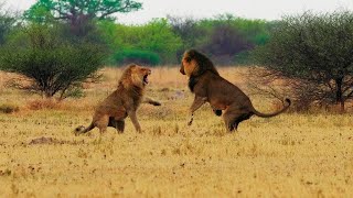 Young lion challenges alpha male, check it out!