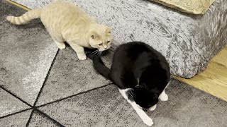 Cat Sneak Attack