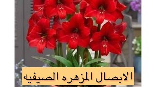 أشهر 6 من الأبصال  المزهره الصيفيه