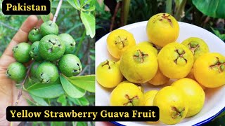 Lemon Guava Fruit | Yellow Strawberry Guava Plant | Rare Garden