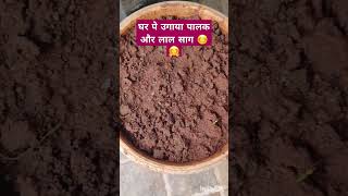 पालक और लाल साग घर के बाल्कनी में उगाया 🤗😊 #shortvideo #trending #youtube #bangalore #gardening #fun