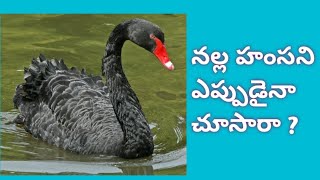 నల్ల హంసని ఎప్పుడైనా చూసారా ? Black Swan #beautiful #shorts