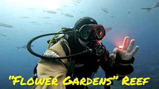 Scuba Diving East Flower Garden Banks #3 Dive 1 of 2 - May 2023