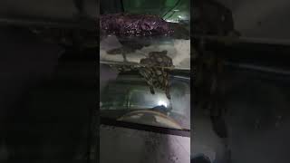 The baby turtles eating their lunch #pets #turtles #animals #redearedsliders