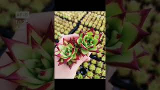 Beautiful Succulent Diy idea#504