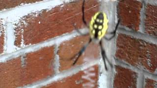 dicke Spinne verteidigt sich ( Black-and-Yellow Argiope )