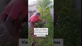 foi plantado algumas plantas aqui no canteiro do nosso bairro