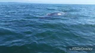 Finback Whale Under the Boat