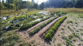 Late summer garden tour in North Michigan