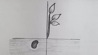 Half face drawing - 3 | Seeds, Plant @TamilNewArt