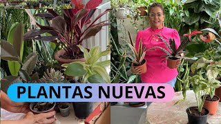 PLANTAS NUEVAS en el jardín#te las MUESTRO#jardín#plantas#cuidados#tour#