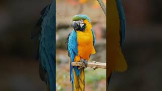 Yellow Parrot