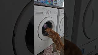 Boot's launderette #cats #funnyvideo #strangeanimal