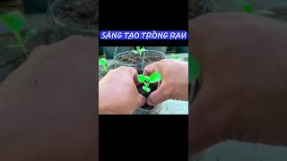 BA | Sáng Tạo Chai Nhựa Trồng Rau | Creative plastic bottles for growing vegetables