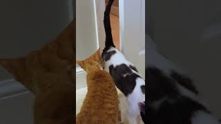 Smart #Cat Opens Door #shorts