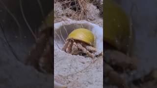 Meet The Hermit Crabs! #hermitcrabs