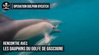 Rencontre avec les dauphins du Golfe de Gascogne !