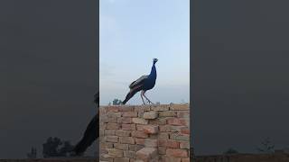 Peackock #birds #camel #youtubeshorts #peacock #youtubevideos #animals #ytshorts #shorts