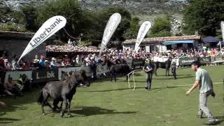 Fiesta del Asturcón 2016 - GUIASTUR