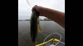 Full video from the Snook I caught earlier today. #snook #fishing #cotee