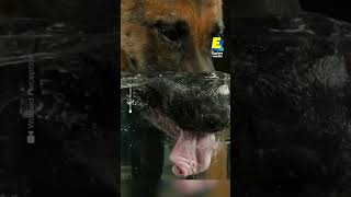 Here's How a Dog Drinks in Slow Motion!