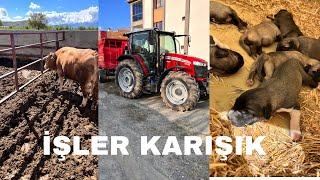 TarımVlog 1 | ÇİFTLİK KONTROLÜ,PANCAR SULAMA,YAĞMURLAMA