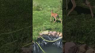 This fawn was in my yard!