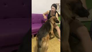 dog-raising funGerman Shepherd