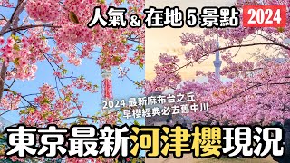 2024東京河津櫻最新現況🌸5個人氣&小眾景點散步｜麻布台之丘｜舊中川｜芝公園｜東京2月底3月初旅遊 4K VLOG