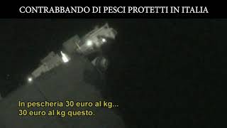 Contrabbando di specie protette ai mercati del pesce in Italia