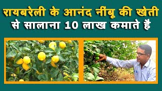 रायबरेली के आनंद नींबू की खेती से सालाना लाखों कमाते है ||  Rae Bareli || lemon cultivation.