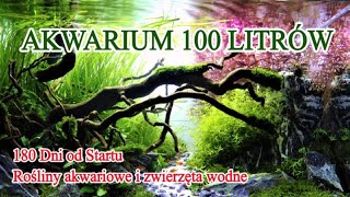 180 DNI OD STARTU ZBIORNIKA | Akwarium Roślinne na Konkurs