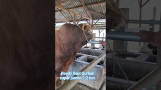 Ready Sapi qurban bb 350 - 1,2 ton minat jabri 081217351327 #sapi #sapijumbo #sapisuper #sapi1ton