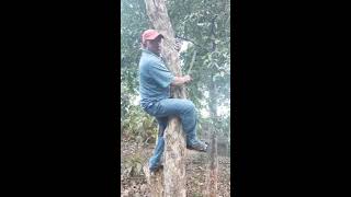 La mejor Forma de Cortar un Arbol(🤣🤣🤣)