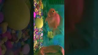 Parrotfish ko ho gae blackspots#shortsvideo #fishaquarium#common disease