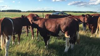 Maine Anjou heifers