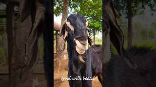 Tall Goat with Beard|#Shorts