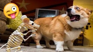 Fails, Bloopers, & Chuckles of 2023:The Ultimate Funny Dog Video for Laughter Therapy #viral #dog