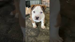 Bully Puppy Available