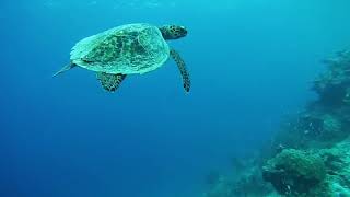 Snorkeling with Sea Turtles Maldives