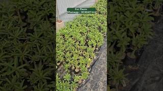 Adenium plant nursery kolkata wholesale market