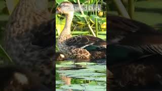 Babies day out|spot billed duck with its chicks #indianwildlife #canon #shorts #birdsofindia #birds