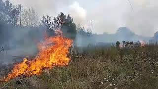 Горить ліс на Волині