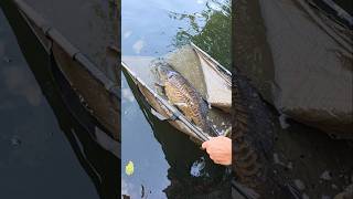 Stunning carp! #shorts #shortsvideo #shortsfeed #fishing #carp