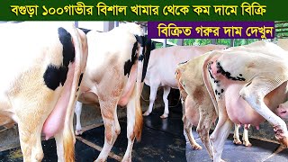 বগুড়া ১০০গাভীর বিশাল খামার থেকে কম দামে বিক্রি,বিক্রিত গরুর দাম দেখুন dairy farm