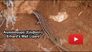 Αιγαιόσαυρα (Σιλιβούτι) - Erhard's Wall Lizard (Podarcis erhardii)