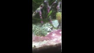 Schildkrötenkugelfisch / Checkered puffer (14)