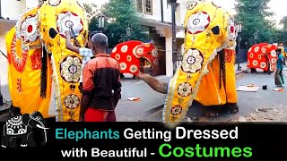 Have you ever seen Elephants dressing for Kandy Dhalada Perahera Festival 2022