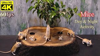 Cat Games: Mice for Cats - Naughty Mouse Hide & Seek Under Tree Hole | 4K UHD 60fps