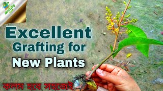 Mango Stone Grafting ||Grafting Technique ||আম গাছে কলম